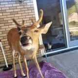 Baby the Deer