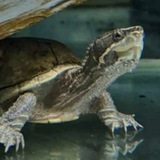 Elon the musk turtle $ELON Portal