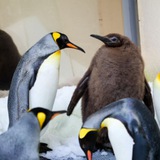 Pesto the Baby King Penguin - Portal