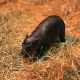 Haggis