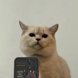 SelfieCat