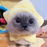 CoinMarketCat