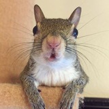JILL THE SQUIRREL Entry