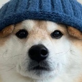 dogwifnewhat portal