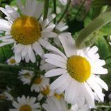 Омоложение, здоровье и долголетие.