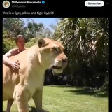 Liger - First Liger on Ethereum