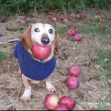 Dog With Apple In Mouth Portal OG CTO
