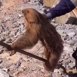 hairypotterslothwizard