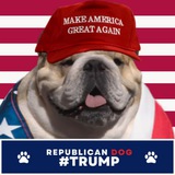 Republican Dog $BABYDOG