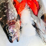 Свежевыловленная форель Донецк 🎣🐟
