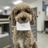 $TILLY - A16Z AI DOG CTO