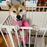 SHOKO CTO PORTAL