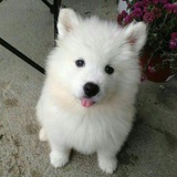 Roumd Doggos and Puppies