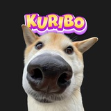 Kuribo Shiba - 300k instagram