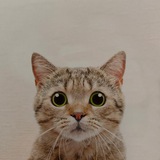 catwifouthat fairlaunch