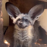 $KAL - Bat-Eared Fox