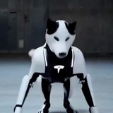 DOGIMUS