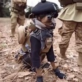 TRENCH DOG