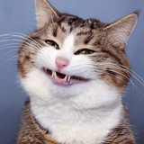 Rexie Cat | Portal