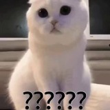 天信微信项目群/报账结算