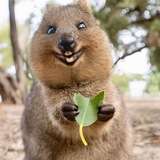 World's Happiest Animal | QUOKKA