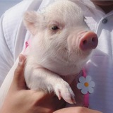 Hamlet the Pig | Portal