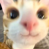 lin