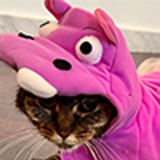 Hippo Cat Portal