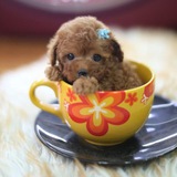 $KINO - The TeaCup Dog - OFFICIAL