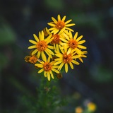 تصاویرخام مذهبی