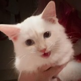 $MAYO | Mr. Mayonnaise the Cat