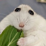 MUMU THE HAMSTER - $MUMU CTO