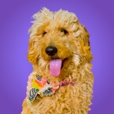 First AI Owned Dog | $GRACIE