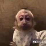 витимо нэ то вкалол