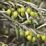 سیتی.زیتون