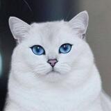 Blu Portal