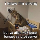 PROFTAL CALTAL