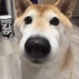 Bork on Sol