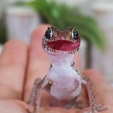 やもちゃん Yamo-Chan CTO🦎🎋