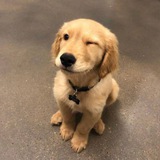GODDY DOG