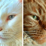 КарБляш🐈