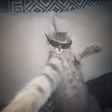 Purr - PORTAL