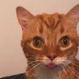 CATIZM CTO PORTAL