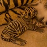 Disney Sumatran Tiger - Portal