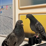 Several pigeons are typing