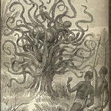 The Plant Kingdom
