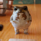 No1 tiktok frog (Omochi)