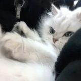 晚晚·业务通知频道