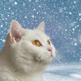 Miacat CTO - VERIFY