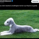 Bedlington Terrier